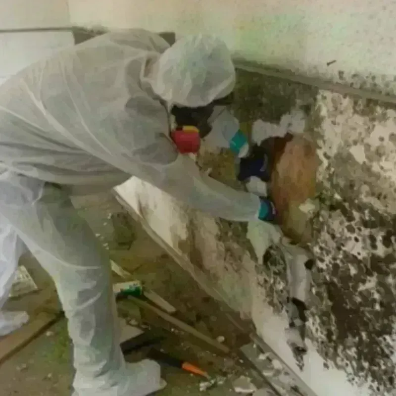 Mold Remediation and Removal in Oakland, PA